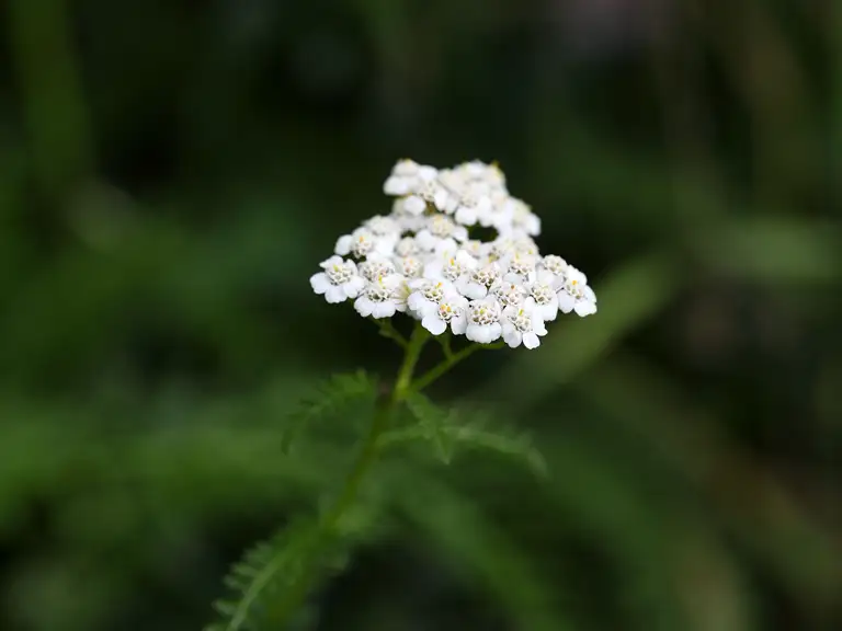 Almindelig røllike (blomster og blade) - Fødevarestyrelsen