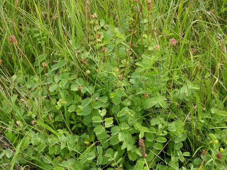 Bibernelle
