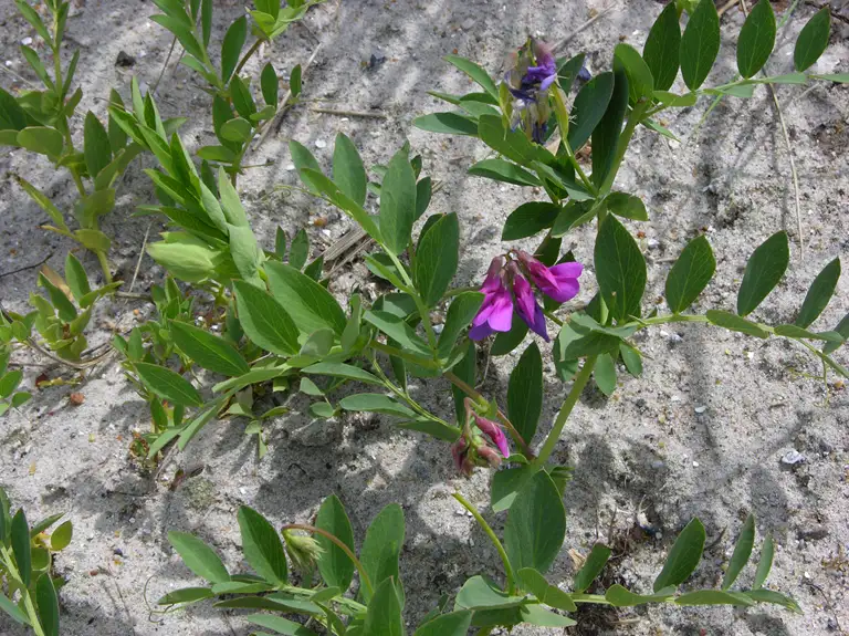 Strandfladbælg