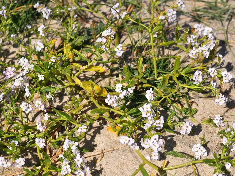 Strandsennep