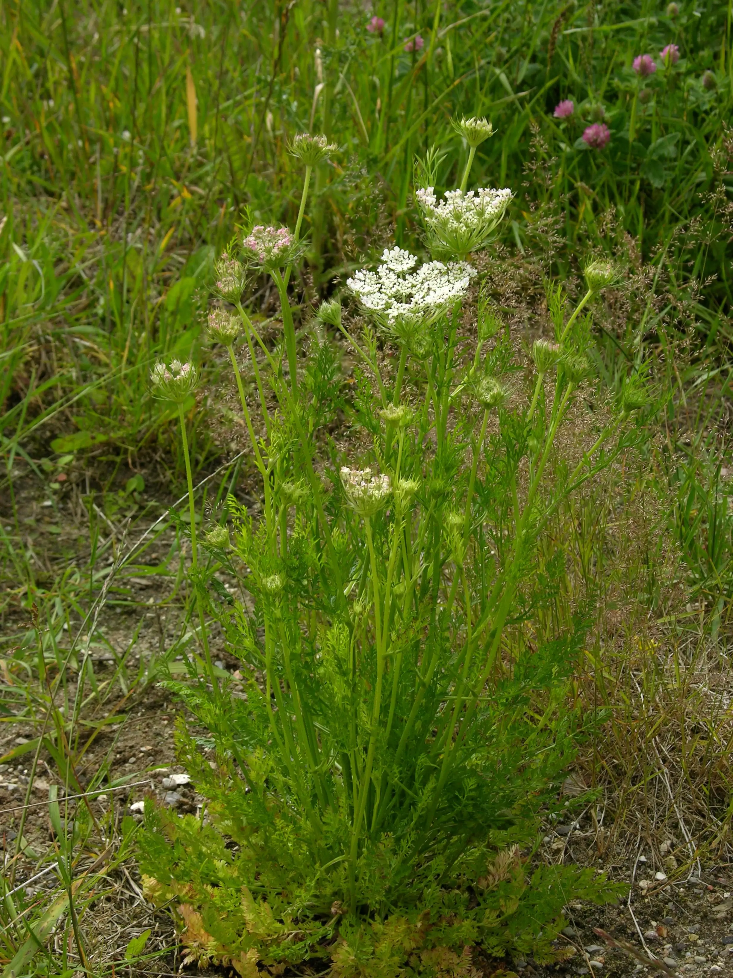Vild gulerod (blomsterskærm)