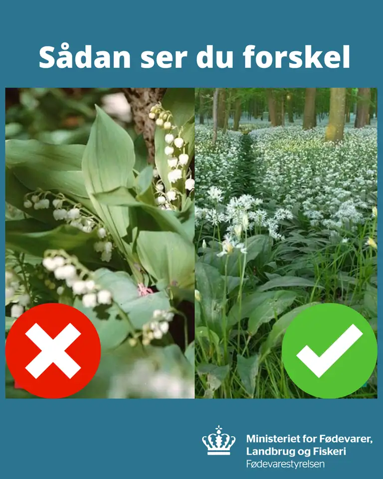 S&aring;dan ser du forskel: den giftige liljekornval og den spiselige&nbsp;ramsl&oslash;g&nbsp;begge blomst.&nbsp;Forskellen kan ses p&aring; blomsten, hvor liljekornvalblomster er klokkeformede i mods&aelig;tning til ramsl&oslash;gsblomster