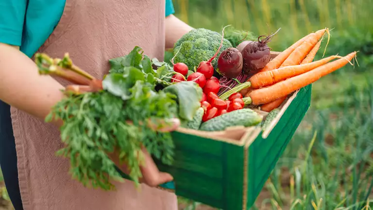 en person holder en kasse med grønsager