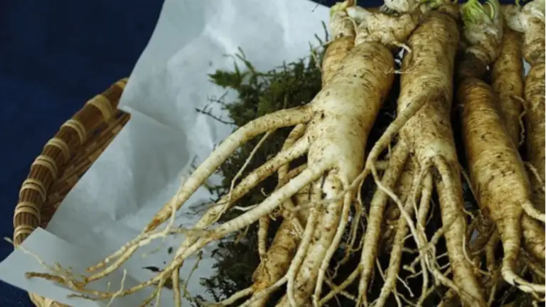 Er du gravid, barn eller bruger medicin? Så vær forsigtig med ginseng
