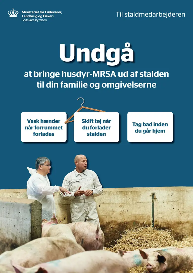 Poster til staldmedarbejdere med budskabet om at huske smittebeskyttelse i relation til husdyr-MRSA i grisebesætninger