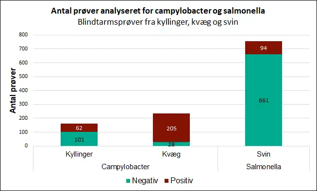 Billedet viser antal pr&oslash;ver analyseret for campylobacter og salmonella fra blindtarmspr&oslash;ver fra kyllinger, kv&aelig;g og svin.