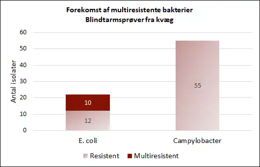 Billedet viser forekomst af multiresistente bakterier i blindtarmspr&oslash;ver fra kv&aelig;g.