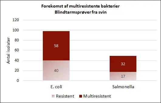 Billedet viser forekomst af multiresistente bakterier i blindtarmspr&oslash;ver fra svin.