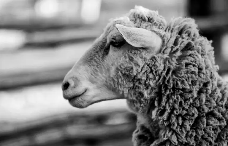 Gråt får - sygdommen bluetongue rammer især får og andre drøvtyggere.