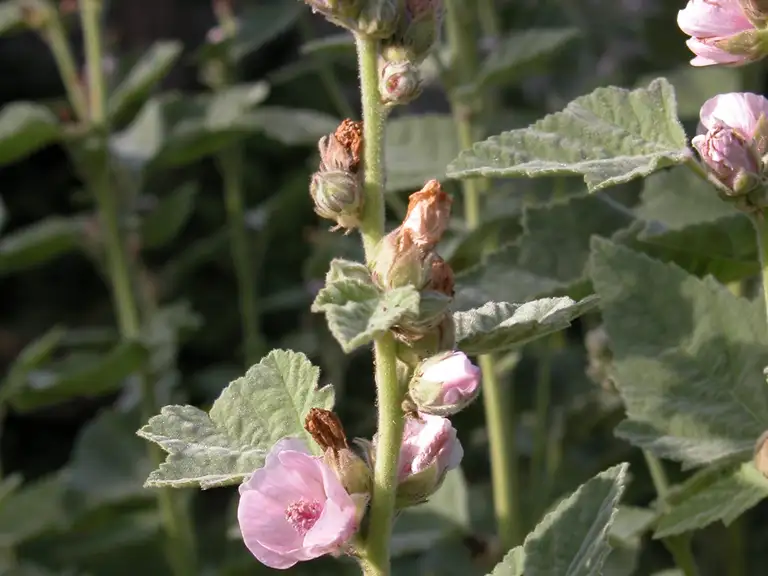 Lægestokrose