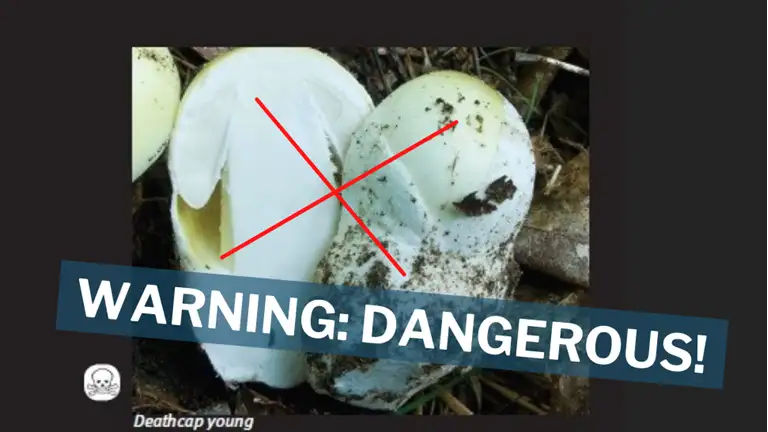 Comparison of young mushrooms: the top image shows a young Deathcap mushroom marked with a red cross and a warning label "WARNING: DANGEROUS!" indicating its toxicity. The bottom image shows young edible Paddy Straw Mushrooms. The image highlights the risk of confusing deadly Deathcap mushrooms with edible varieties. Logos of Fødevarestyrelsen and the Danish Ministry of Food, Agriculture and Fisheries are visible.