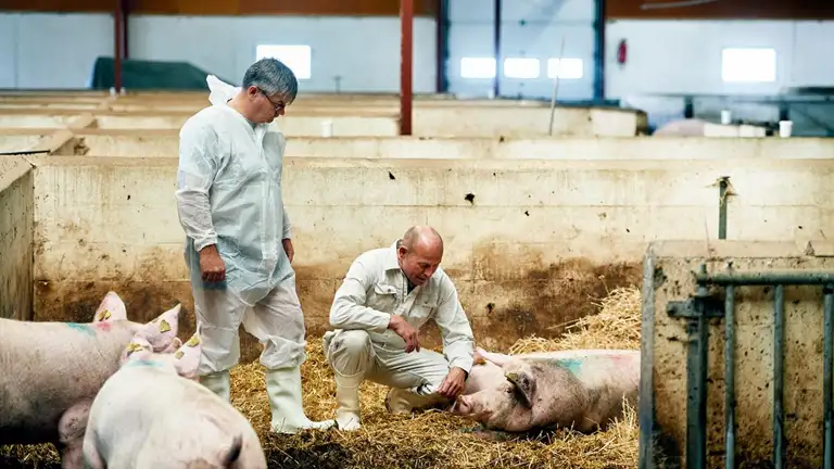 dyrlæger i en stald