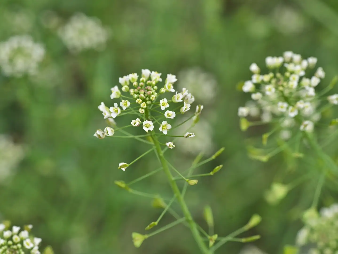 Planter: Spiselige og giftige planter - Styrelsen for Fdevarer, Landbrug  og Fiskeri