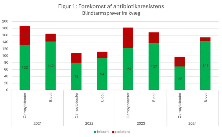 Figur 1 viser forekomsten af antibiotikaresistens i campylobacter og e. coli isoleret fra blindtarmspr&oslash;ver fra kv&aelig;g i perioden 2021-2024. Figuren viser ingen tydelig udvikling i resistensniveauet over tid, og antallet af unders&oslash;gte pr&oslash;ver varierer mellem &aring;rene. St&oslash;rstedelen af campylobacter- og e. coli-isolater fra kv&aelig;g er f&oslash;lsomme over for antibiotika. Resistens er generelt h&oslash;jere for Campylobacter end for E. coli. 
