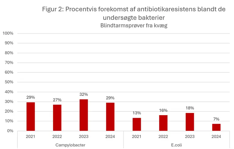 Figur 2 viser den procentvise forekomst af antibiotikaresistens blandt campylobacter og e. coli isoleret fra blindtarmspr&oslash;ver fra kv&aelig;g. Der ses ingen tydelig udvikling i resistensniveauet over tid. Resistensen blandt E. coli er dog lavest i 2024 med 7 %. Forekomsten af resistens blandt Campylobacter varierer kun lidt mellem &aring;rene fra 27% til 32% og er 29 % i 2024.