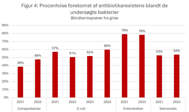 Figur 4 viser den procentvise forekomst af antibiotikaresistens for e.coli, campylobacter, enterokokker og salmonella i blindtarmspr&oslash;ver fra grise. Resistens forekommer hos alle unders&oslash;gte bakterietyper, men varierer betydeligt mellem dem. Enterokokker har den h&oslash;jeste forekomst af resistens med omkring 80 % af isolaterne, mens Campylobacter har den laveste forekomst med 39 % i 2021 og 48 % i 2023. For E. coli ligger resistensen mellem 51 % og 60 % i perioden 2021-2024. Salmonella har en resistensforekomst p&aring; lidt over halvdelen af isolaterne. Der ses ingen entydig udvikling over tid.
