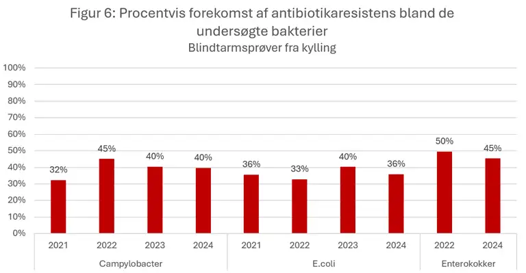 Figur 6 viser den procentvise forekomst af antibiotikaresistens blandt Campylobacter, E. coli og enterokokker isoleret fra blindtarmsprøver fra kyllinger. Resistens forekommer hos alle undersøgte bakterietyper i hele perioden. Forekomsten varierer mellem 32 % og 45 % for Campylobacter og mellem 33 % og 40 % for E. coli, hvilket indikerer relativt stabile niveauer over tid. Enterokokker har den højeste forekomst af resistens blandt de undersøgte bakterier med 50 % i 2022 og 45 % i 2024. Der ses samlet set ingen tydelig udvikling i resistensniveauet over tid.