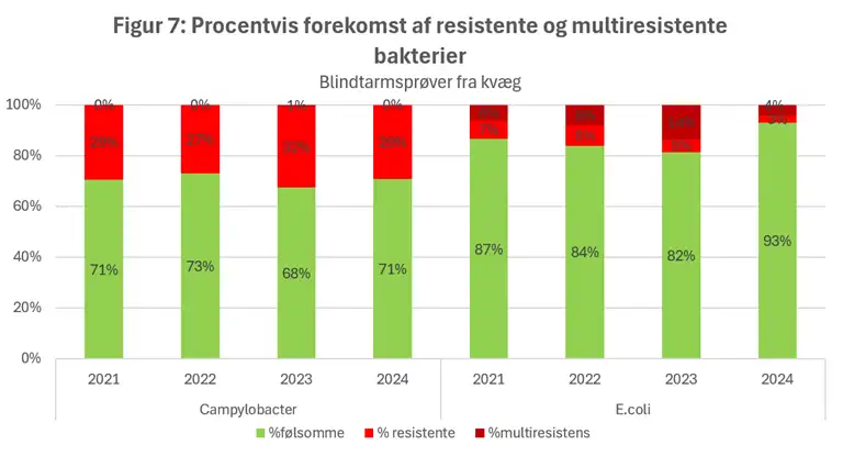 Figur 7 viser den procentvise fordeling af f&oslash;lsomme, resistente og multiresistente Campylobacter- og E. coli-isolater fra blindtarmspr&oslash;ver fra kv&aelig;g i perioden 2021-2024. St&oslash;rstedelen af isolaterne er f&oslash;lsomme over for antibiotika i alle &aring;r. Resistens forekommer hyppigere blandt Campylobacter end blandt E. coli og ligger stabilt omkring 27-32 %. For E. coli er andelen af resistente isolater generelt lavere, mellem 2 % og 14 %, og lavest i 2024. Multiresistens forekommer kun i meget begr&aelig;nset omfang og ses ikke blandt Campylobacter bortset fra 1 % i 2023. Blandt E. coli varierer andelen af multiresistente isolater mellem 5 % og 8 % i 2021-2023 og er 4 % i 2024.