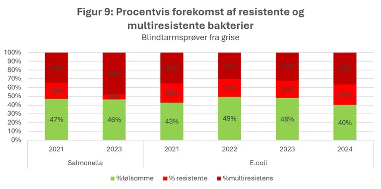 Figur 9 viser den procentvise fordeling af f&oslash;lsomme, resistente og multiresistente salmonella- og e. coli-isolater fra blindtarmspr&oslash;ver fra grise. Omkring 40-49 % af isolaterne er f&oslash;lsomme over for antibiotika, mens resten er resistente eller multiresistente. Multiresistens udg&oslash;r en betydelig andel blandt begge bakterietyper og forekommer oftere end almindelig resistens. Blandt Salmonella er andelen af multiresistente isolater 34 % i 2021 og 48 % i 2023. For e. coli varierer andelen af multiresistente isolater mellem 30 % og 36 % i perioden 2021-2024. Samlet set viser figuren en h&oslash;j forekomst af b&aring;de resistens og multiresistens blandt de unders&oslash;gte bakterier.