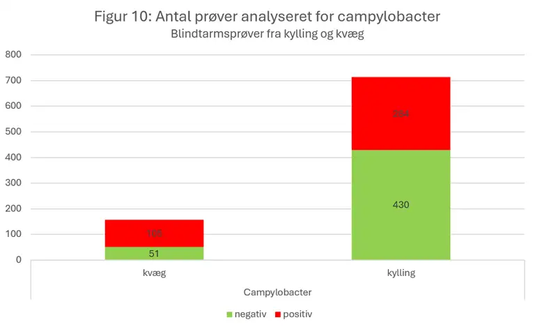 Figur 10 viser antallet af pr&oslash;ver analyseret for campylobacter i blindtarmspr&oslash;ver fra kylling og kv&aelig;g.