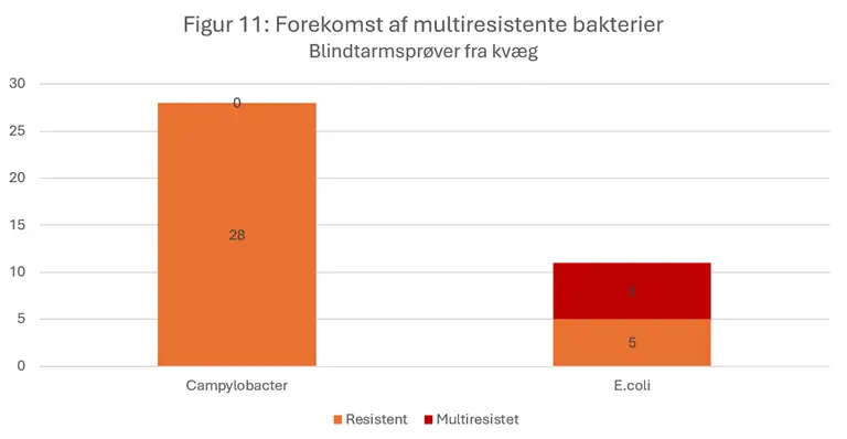 Figur 11 viser forekomsten af resistente og multiresistente bakterier i blindtarmspr&oslash;ver fra kv&aelig;g i 2024.
