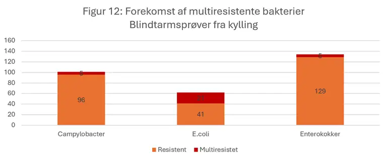 Figur 12 viser forekomsten af multiresistente bakterier og resistente bakterier fra blindtarmspr&oslash;ver fra kyllinger i 2024.