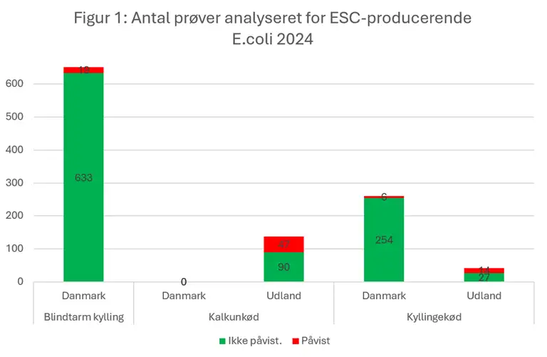 Figur 1 viser antal prøver der er analyseret for ESC-producerende e.coli i 2024. Flest prøver er analyseret i danske kyllingers blindtarme, og kun få er positive for ESC-producerende E. coli. Andelen af positive prøver er markant højere i importeret kalkun- og kyllingekød end i danske kyllingeprøver. Der er ikke taget prøver af dansk kalkunkød.